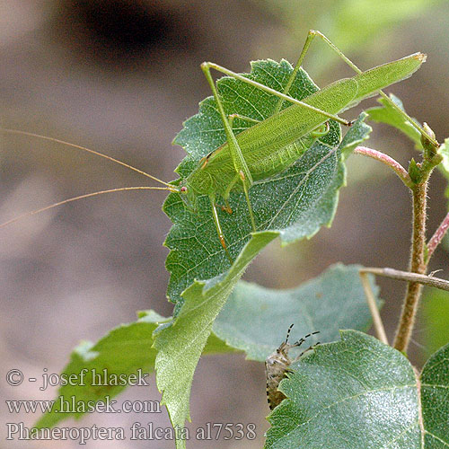 Sickle-bearing Bush-cricket Sickle bearing Bush cricket Sikkelsprinkhaan