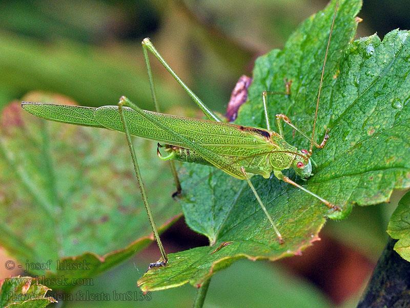 Phaneroptera falcata