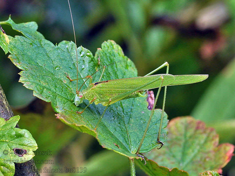 Phaneroptera falcata