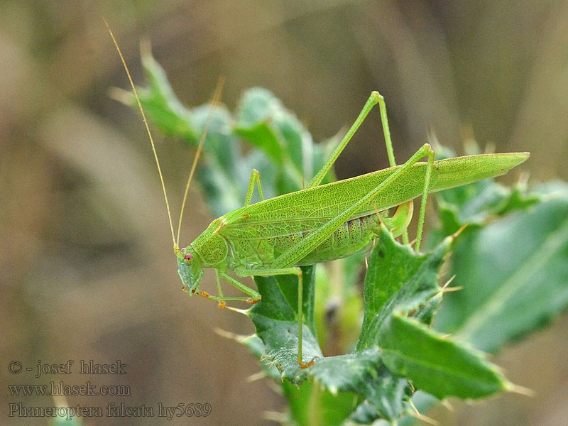 Phaneroptera falcata