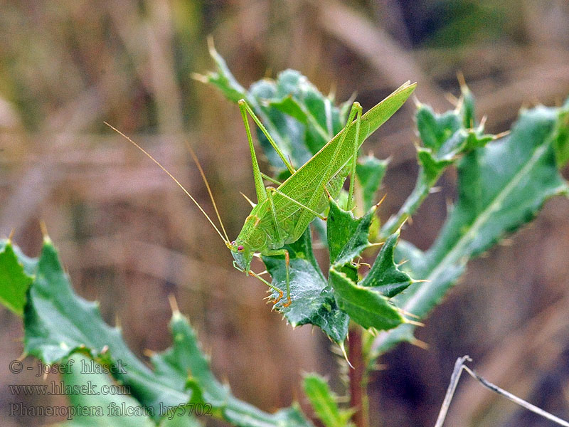 Phaneroptera falcata