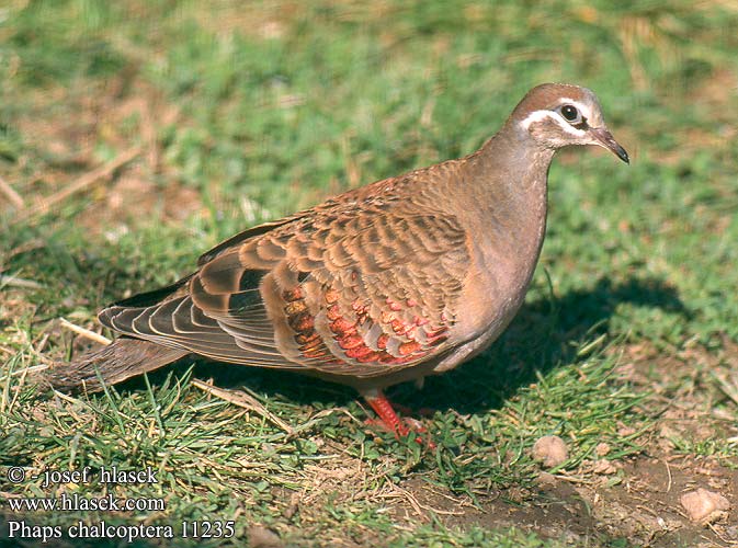 Phaps chalcoptera Common Bronzewing Bronzevinge Isopensaskyyhky Colombine lumachelle Bronsvleugelduif Colombe lucenti Bronzeflügeltaube Holub bronzovokřídlý Paloma Bronceada Común