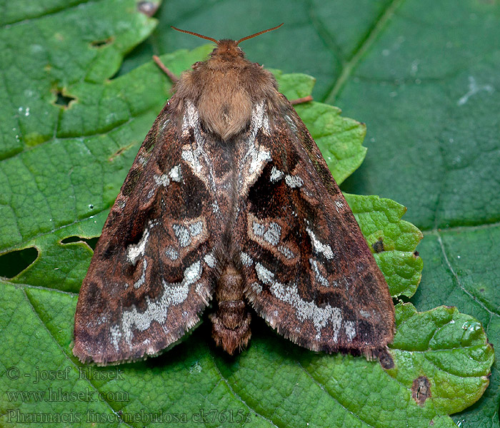 Adlerfarn-Wurzelbohrer Map-winged Swift Hrotokrídlovec orličníkový