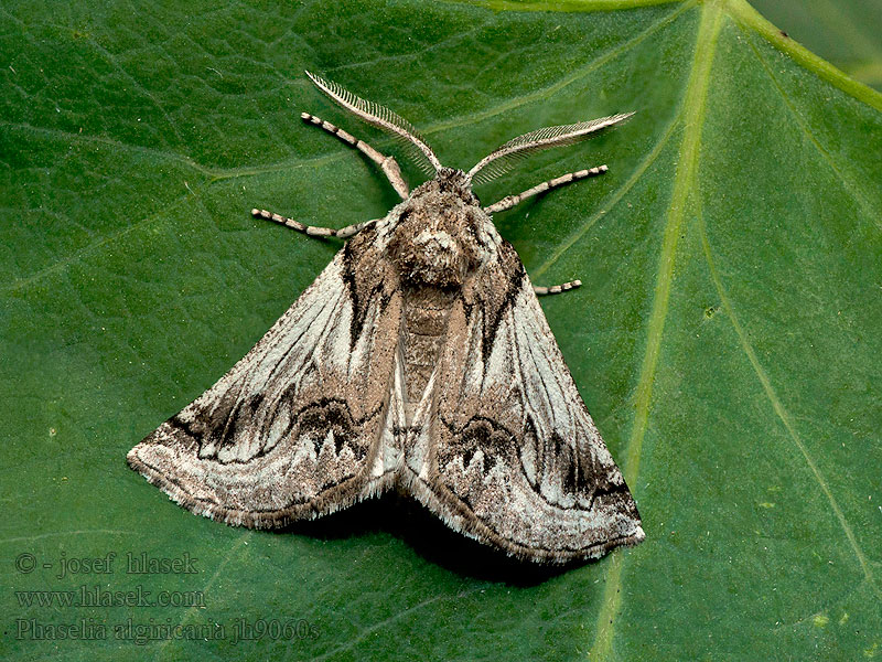 Phaselia algiricaria