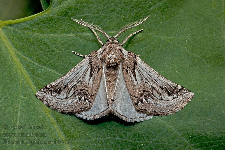 Phaselia algiricaria