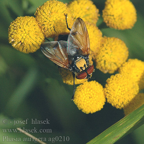 Phasia aurigera Goldschild-Wanzenfliege