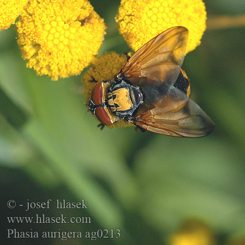 Phasia aurigera Goldschild-Wanzenfliege