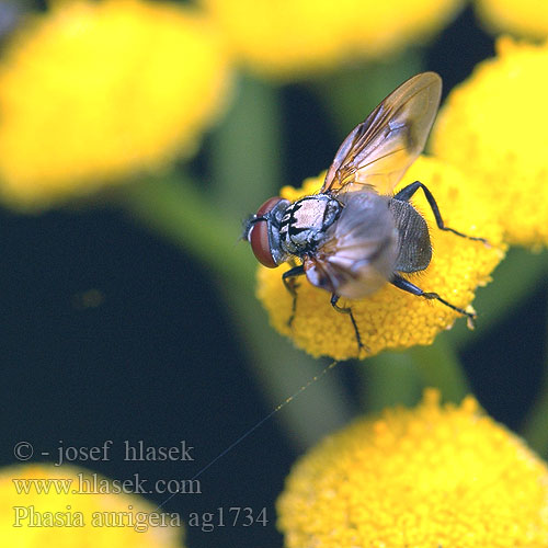 Phasia aurigera Goldschild-Wanzenfliege