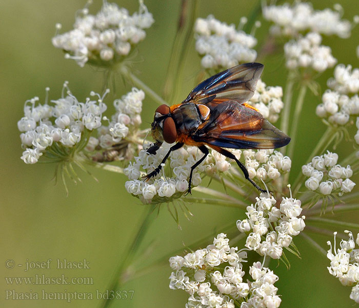 Phasia hemiptera