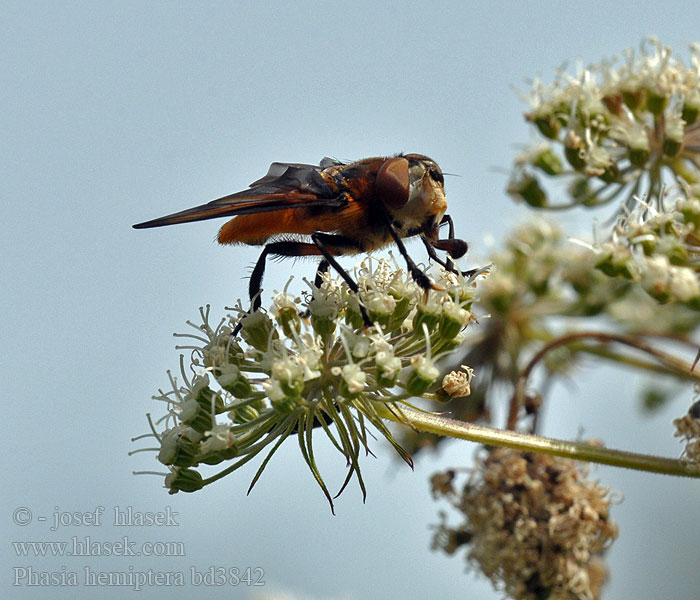 Phasia hemiptera