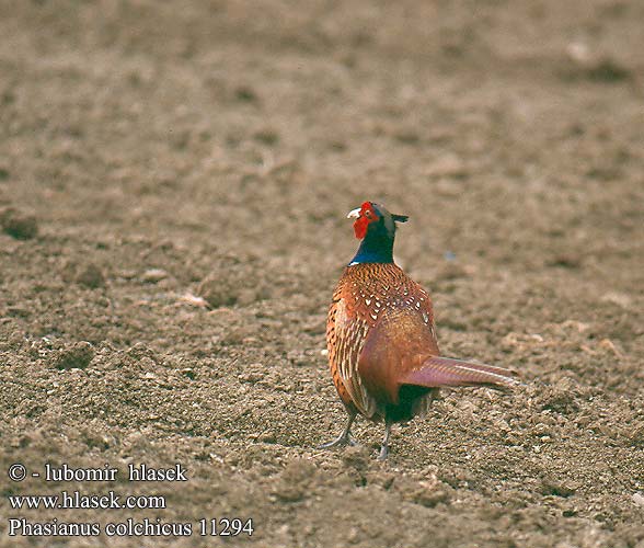 Phasianus colchicus Pheasant Fasan Faisan Colchide