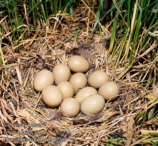 eggs nest Phasianus colchicus Pheasant Fasan Bažant obojkový