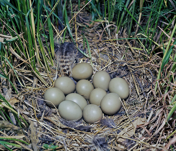 Phasianus colchicus Bažant obecný obojkový