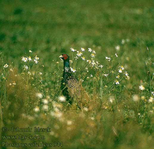 Phasianus colchicus 944