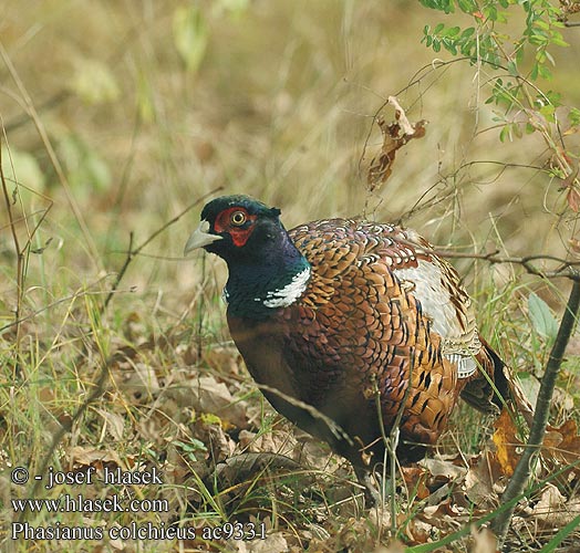 Pheasant Fasan Faisan Colchide Faisán Vulgar