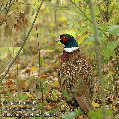 Phasianus colchicus ac9352