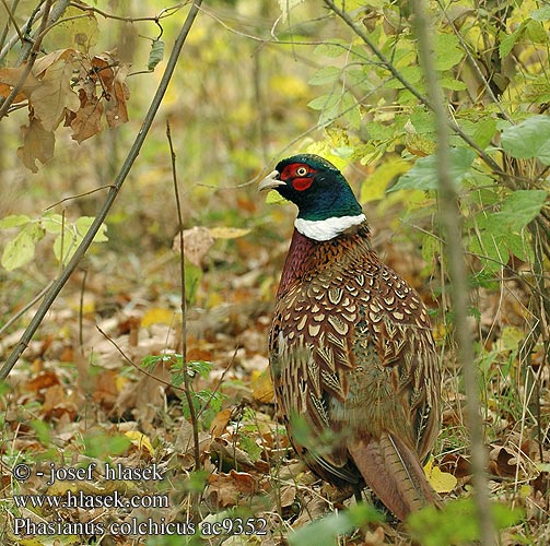 Phasianus colchicus ac9352