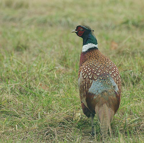 Phasianus colchicus ac9444