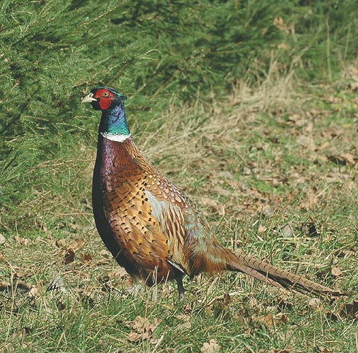 Sülün Fácá Fazan Phasianus colchicus Pheasant Fasan