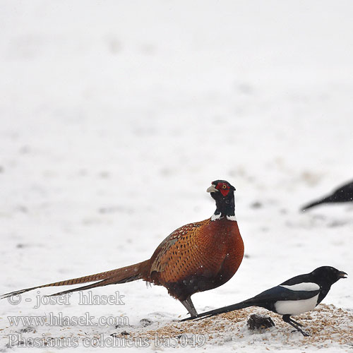 Phasianus colchicus ba5049