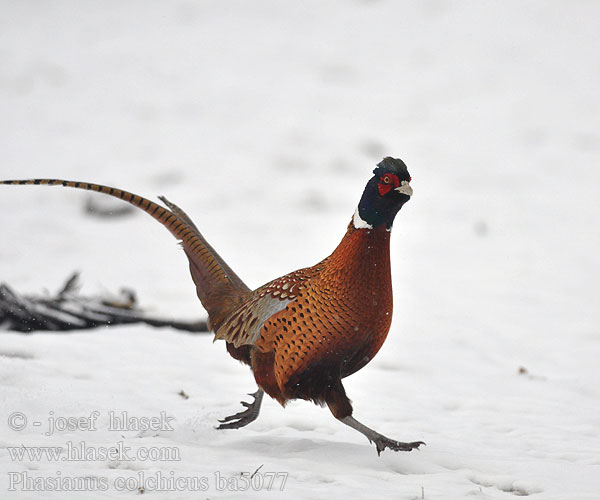 Phasianus colchicus ba5077