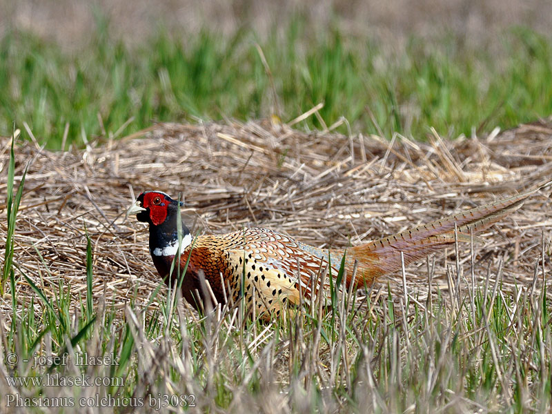 Phasianus colchicus Pheasant Fasan Faisan Colchide