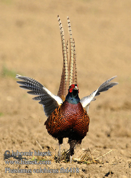 Fácá Fazan Phasianus colchicus Pheasant Fasan