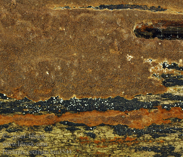 Phelinus_contigus_bm3544