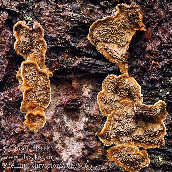 Phellinus chrysoloma Porodaedalea Daedalea Fomes Polyporus abietis