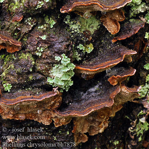 Polyporus abietis Ohňovec smrkový Fichten-Feuerschwamm