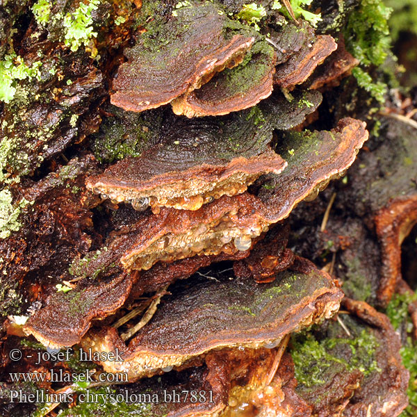 Phellinus chrysoloma bh7881