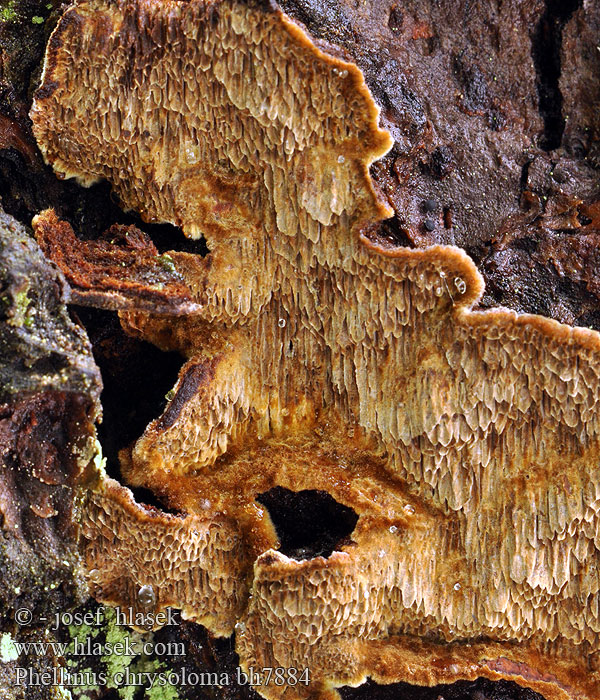 Granstokkjuke Ohňovec smrekový Phellinus chrysoloma Porodaedalea