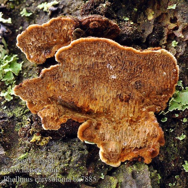 Phellinus chrysoloma bh7885