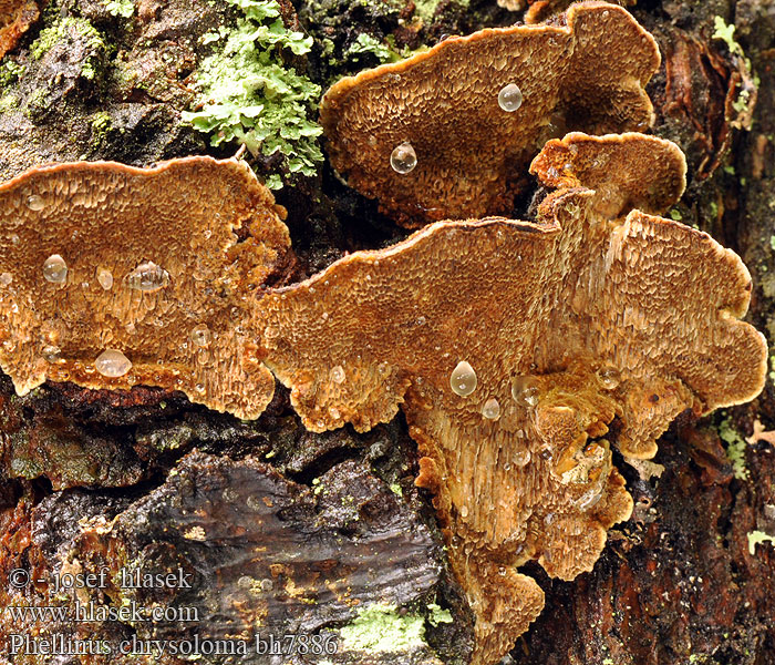 Phellinus chrysoloma bh7886