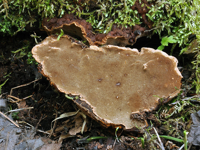 Phellinus chrysoloma Ohňovec smrkový