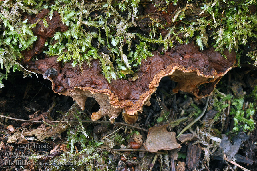 Phellinus chrysoloma Czyreń świerkowy