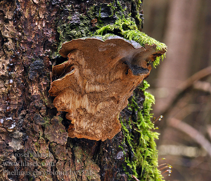 Phellinus chrysoloma Ohňovec smrkový