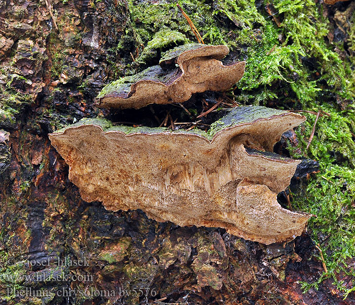 Phellinus chrysoloma Fichten-Feuerschwamm