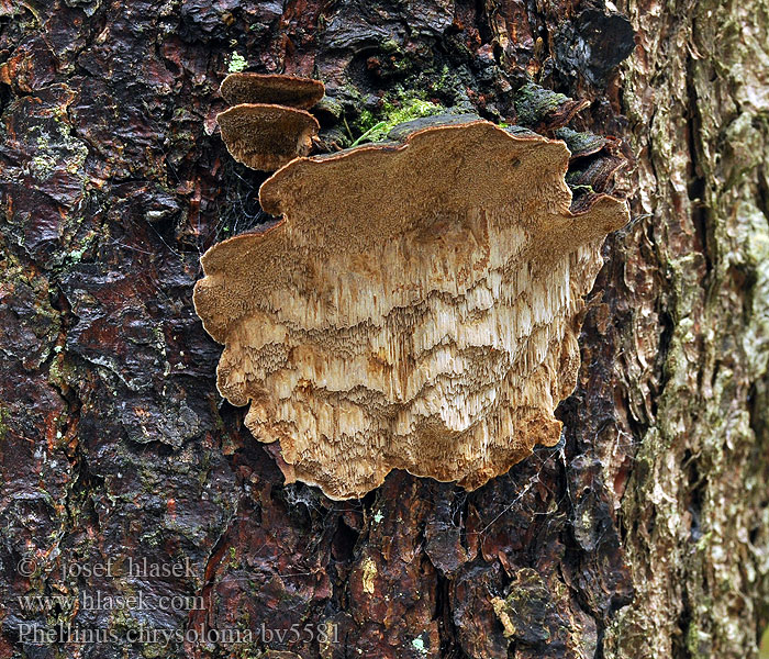 Phellinus chrysoloma Czyreń świerkowy