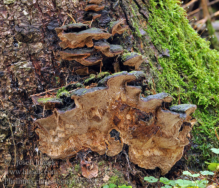 Phellinus chrysoloma Еловая губка