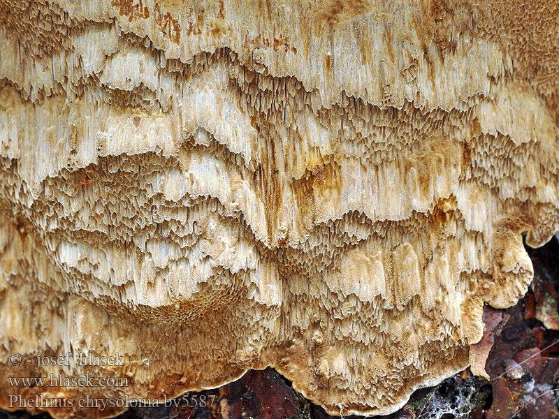 Phellinus chrysoloma 松针层孔菌