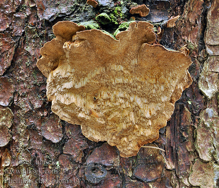 Phellinus chrysoloma Ohňovec smrekový