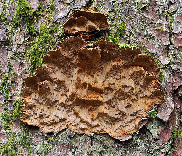 Porodaedalea Daedalea Fomes Polyporus abietis Phellinus chrysoloma