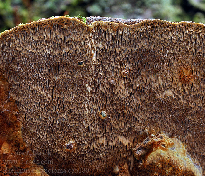 Czyreń świerkowy Phellinus chrysoloma