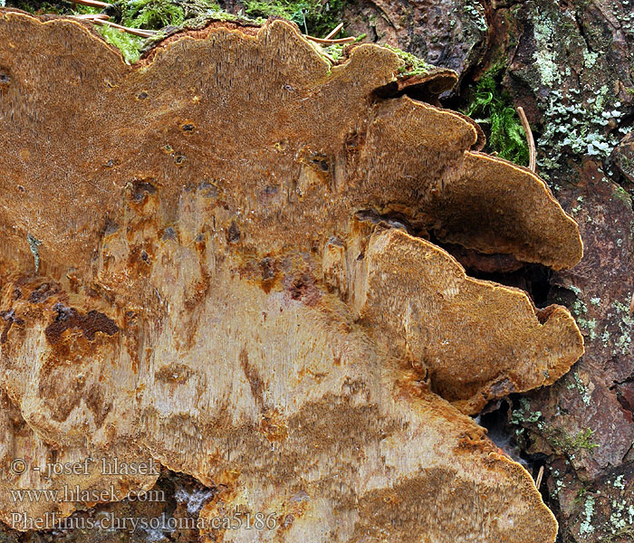 松针层孔菌 Phellinus chrysoloma