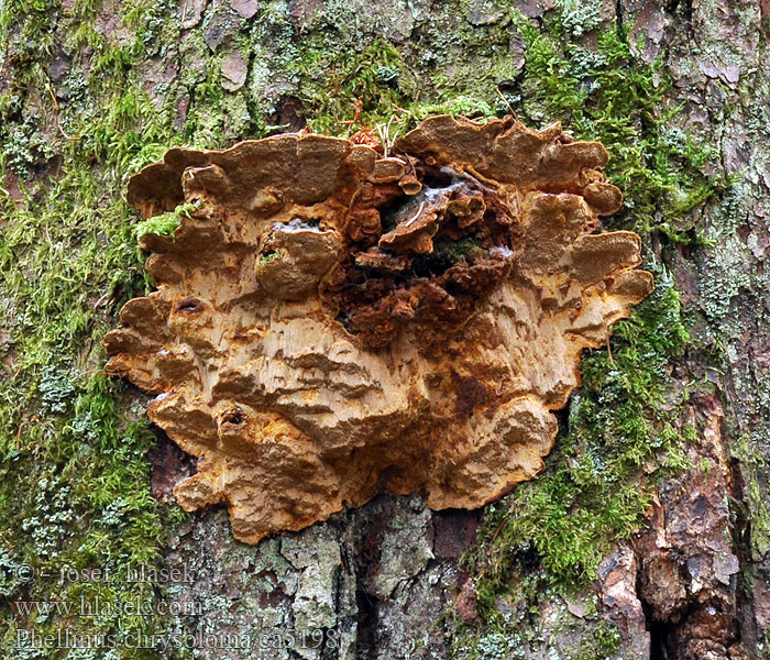 Granstokkjuke Phellinus chrysoloma