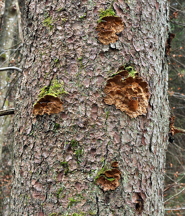 Ohňovec smrekový Phellinus chrysolom