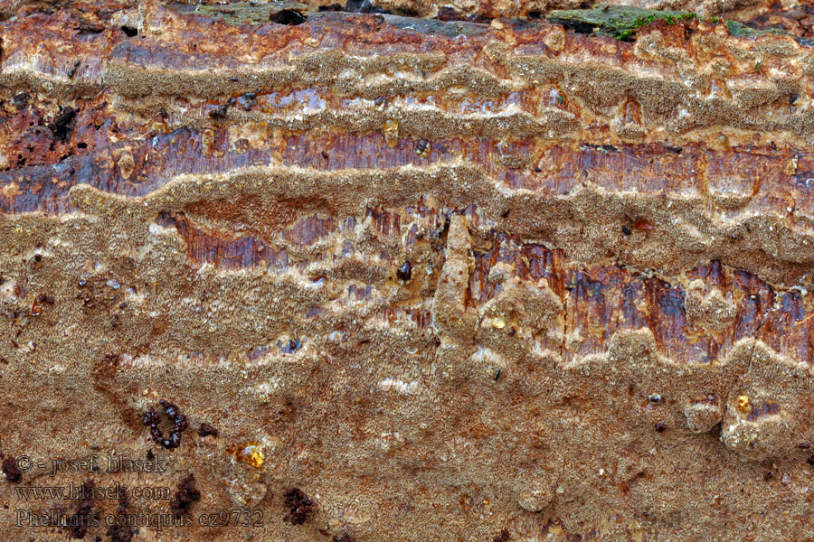 Phellinus contigus