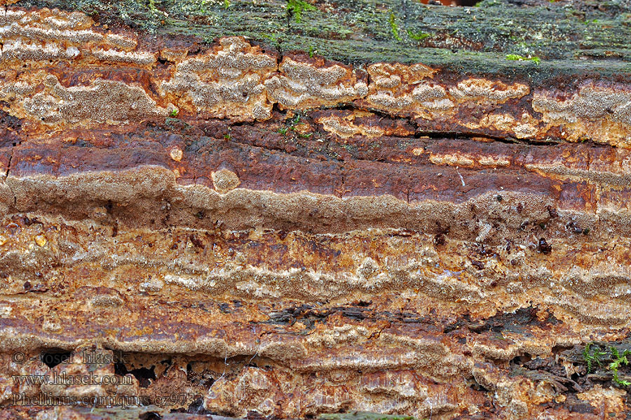 Phellinus contigus