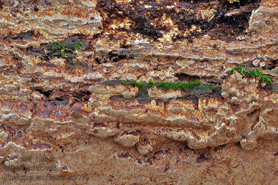 Phellinus contigus